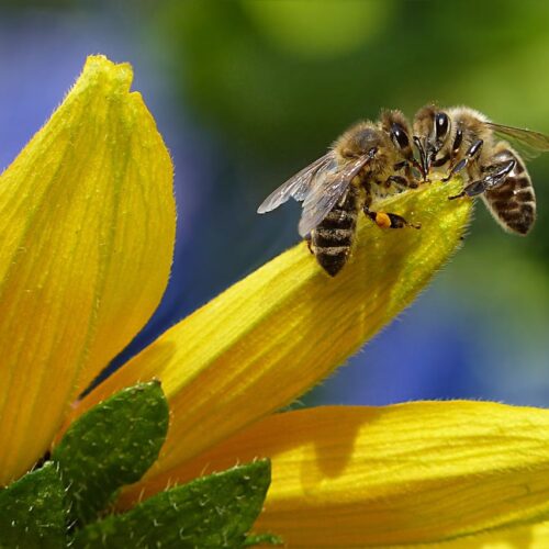 Bee Sipping Nectar on Flower during Daytime