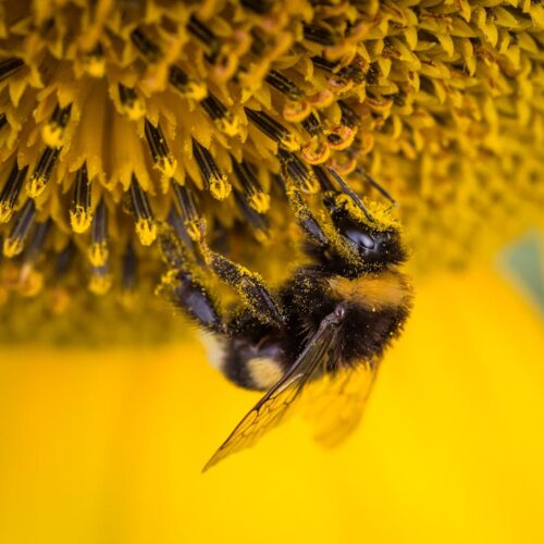 Shallow Focus Photography of Honeybee
