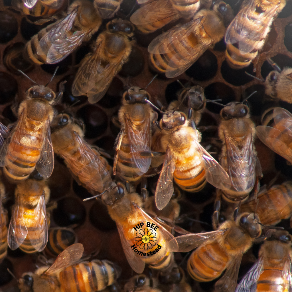 NEW Hip Bee Homestead BIG Jen logo ideas 2024